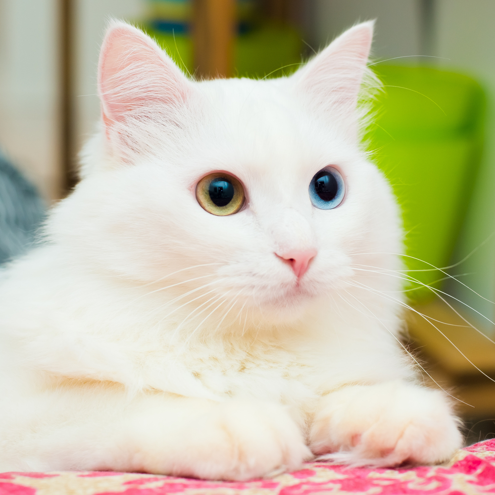 Fakta Menarik Tentang Kucing Anggora
